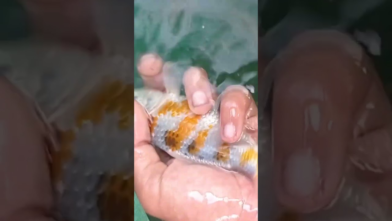 ikan koi #shorts #koihias #koikujaku