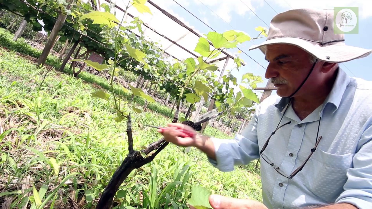 CONDUÇÃO DE PARREIRA DE UVAS PARA MAIOR PRODUÇÃO