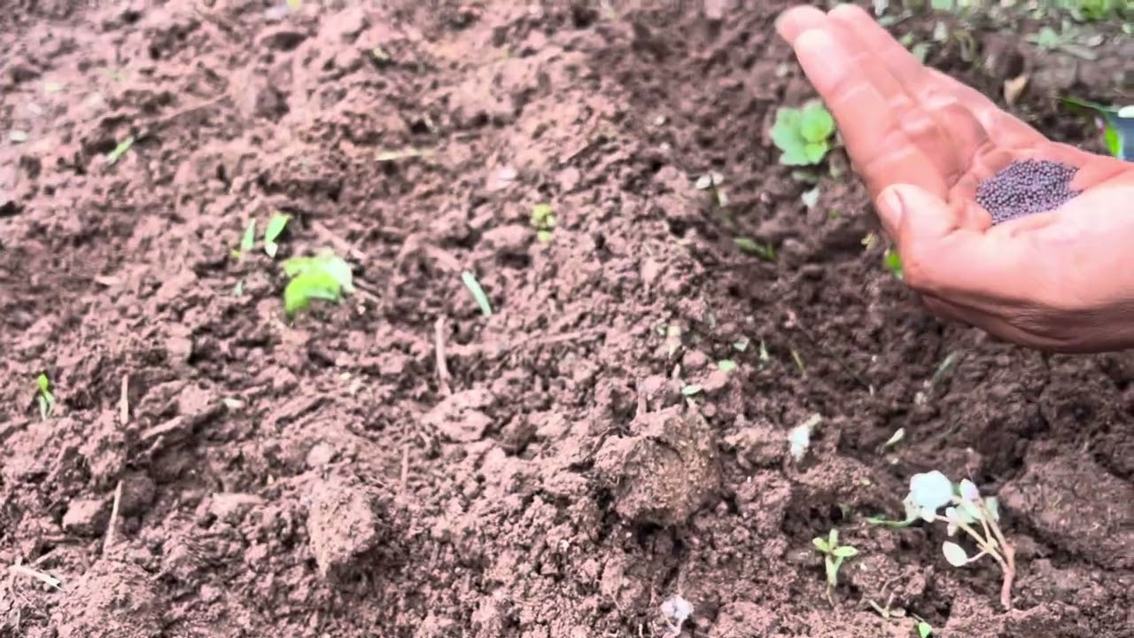 How to grow Chrysanthemum- Glebionis coronaria