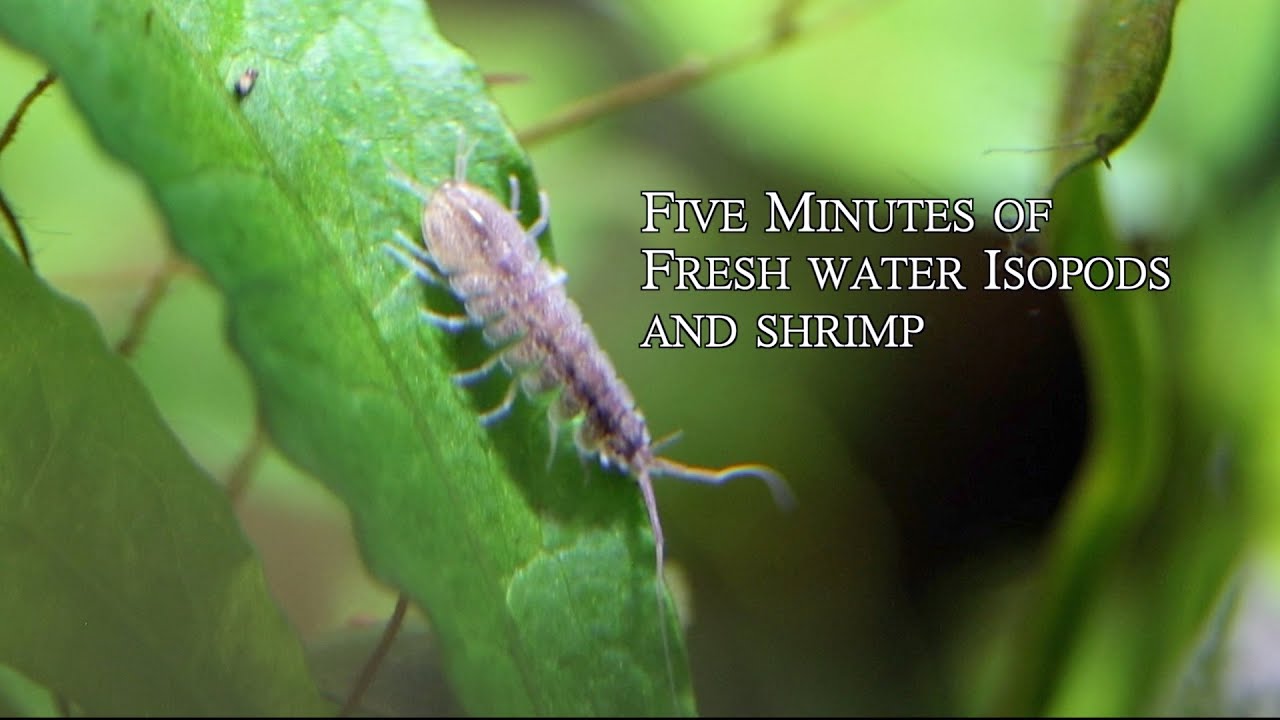 Freshwater Isopods and Shrimp
