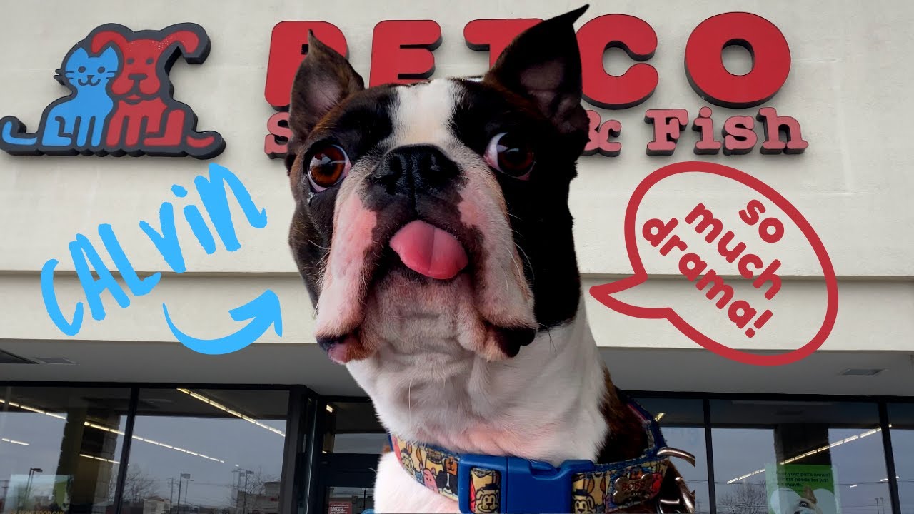 BOSTON TERRIER ~ GETS into *HOT WATER* at the PET STORE!!!!!!