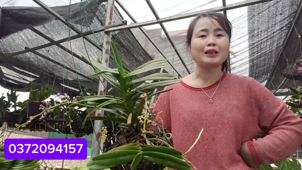 17/3 ĐAI CHÂU 35K QUẾ TÍM VẨY RỒNG VÀ NHẠN 0372094157 || PHONG LAN RỪNG