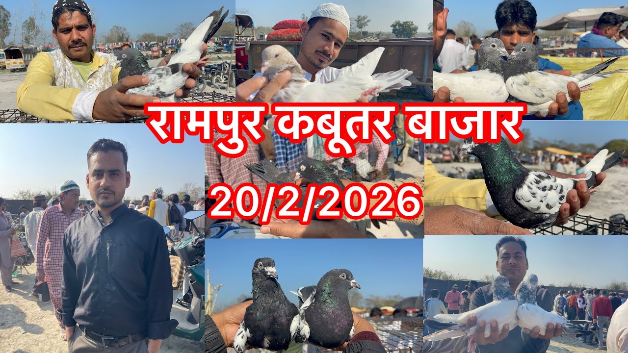 रामपुर कबूतर बाजार Rampur kabootar market 20/2/2026 new video 