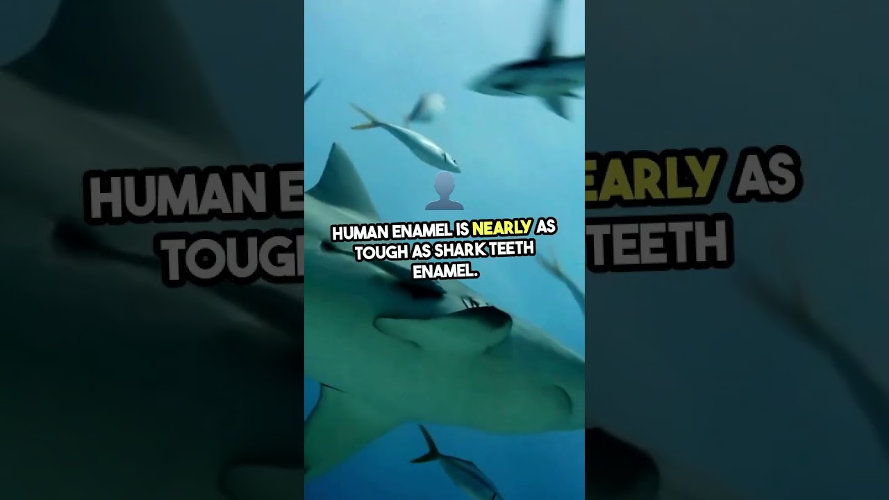 Shark Teeth vs. Human Enamel! #facts #knowtheunknown #youshouldknow #viralvideo #viralshorts