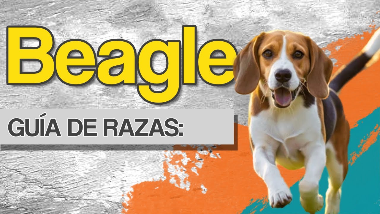 Guía de razas: El Beagle - Energía y Curiosidad en un Compañero Leal