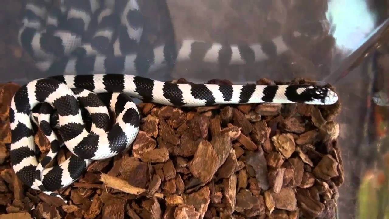 Buy High Quality King Snakes - For Sale With Same Day Shipping