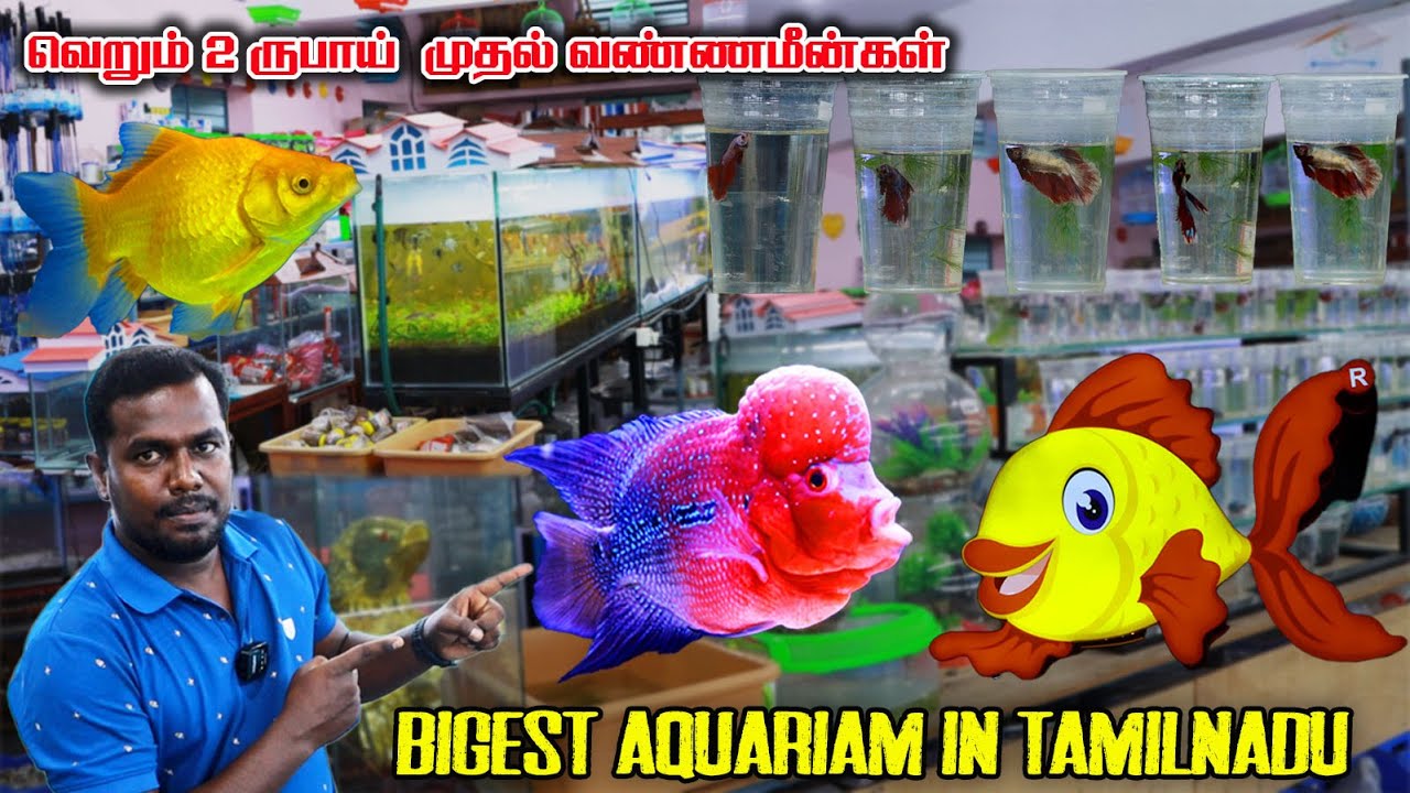 வெறும் 2 ரூபாய் முதல் வண்ண மீன்கள்  || 50 ருபாய் முதல் FISH TANK ||Door Delevery Available||