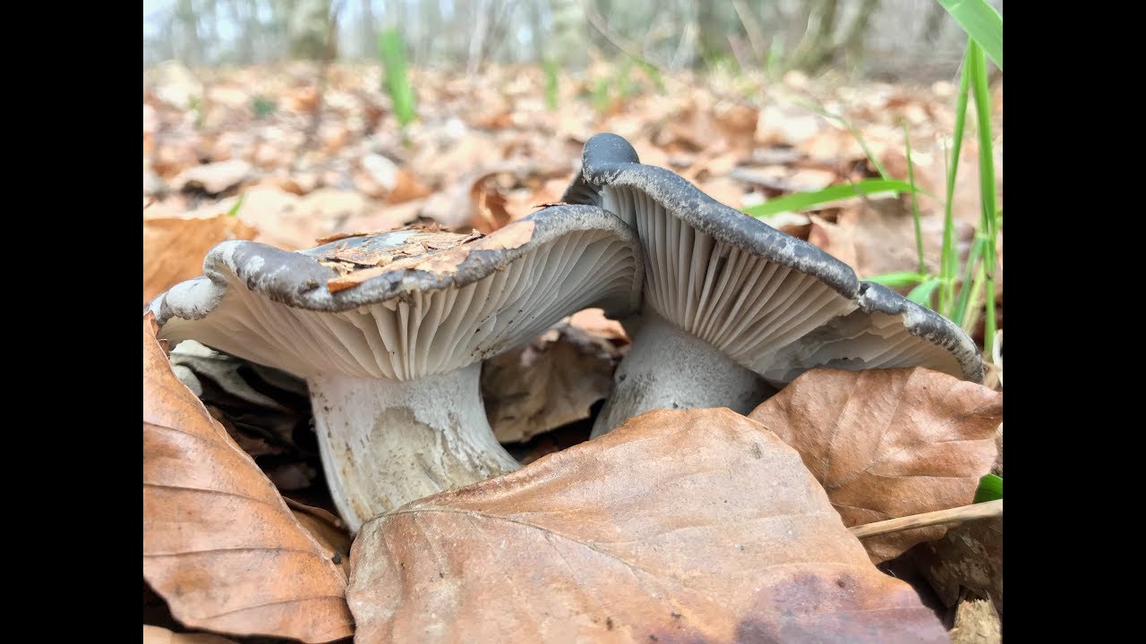 HYGROPHORUS MARZUOLS (08-03-2018)