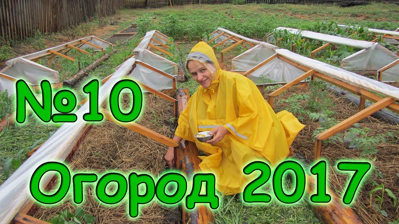 Семья Бровченко. Огород 2017г. - 