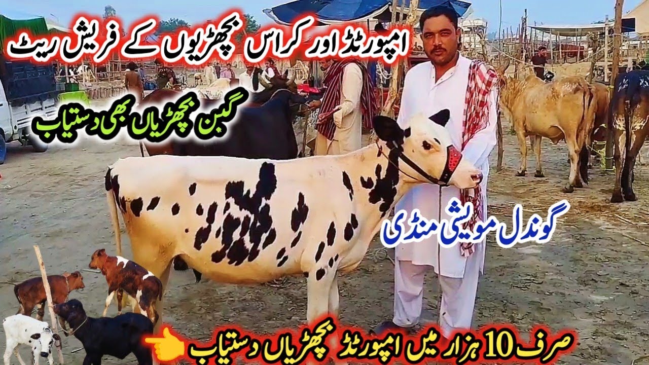 11-09-2024 imported heifers latest Rate on Gondal Mandi!Gondal Mandi latest update!#heifers#dairy