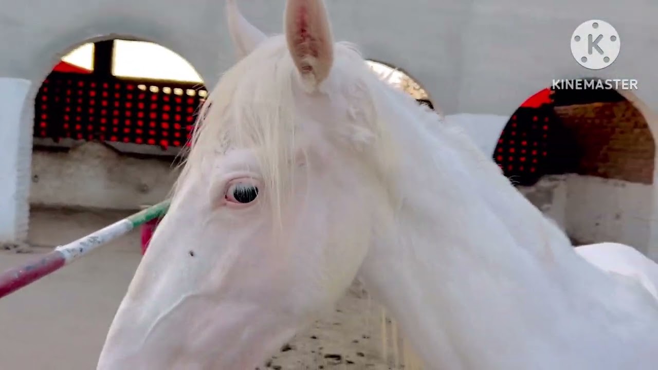 Our daily evening routine/ beautiful horse/jutt 271 vlog