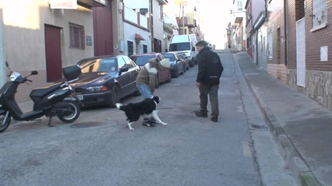 Perro agresivo con personas