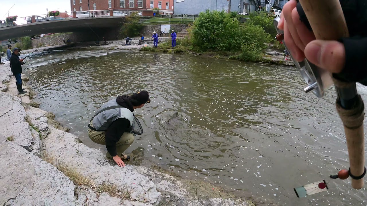 Catching Salmon at the Ganaraska River!