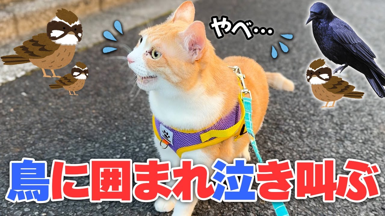 ウキウキで散歩に出かけるも何故か鳥の大群に囲まれてしまい泣き叫んでしまう猫が可哀想すぎましたwww