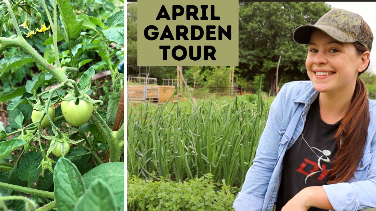 April Garden Tour - The Month Before Harvest | Texas Garden Zone 8
