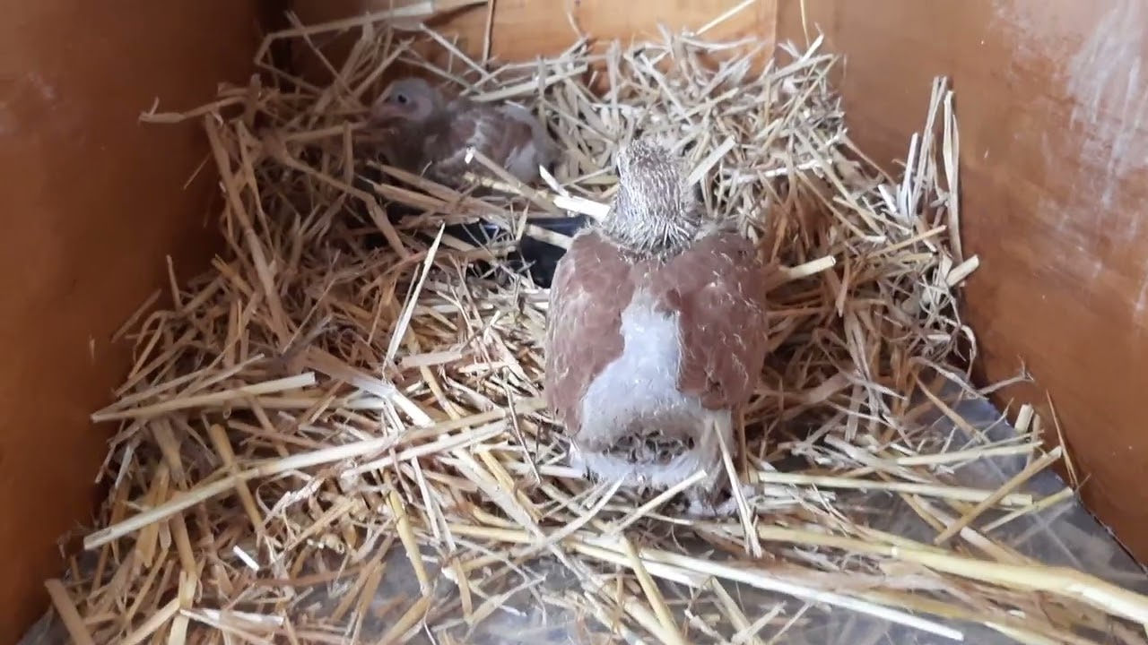 1ères naissances dans le pigeonnier