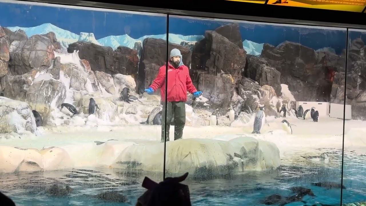 Penguin Talk Inside Look SeaWorld San Diego 2026