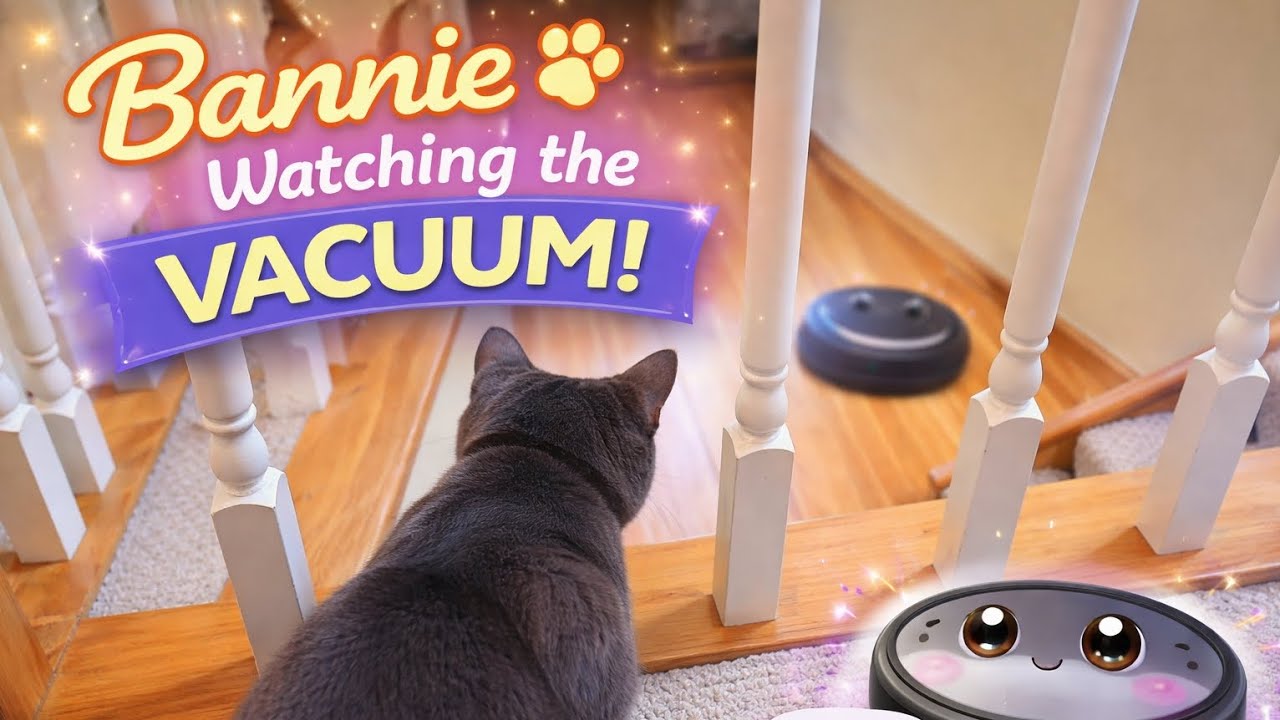 Cat Watching the Vacuum From Upstairs 😹 | Funny Cat Reaction | Bannie