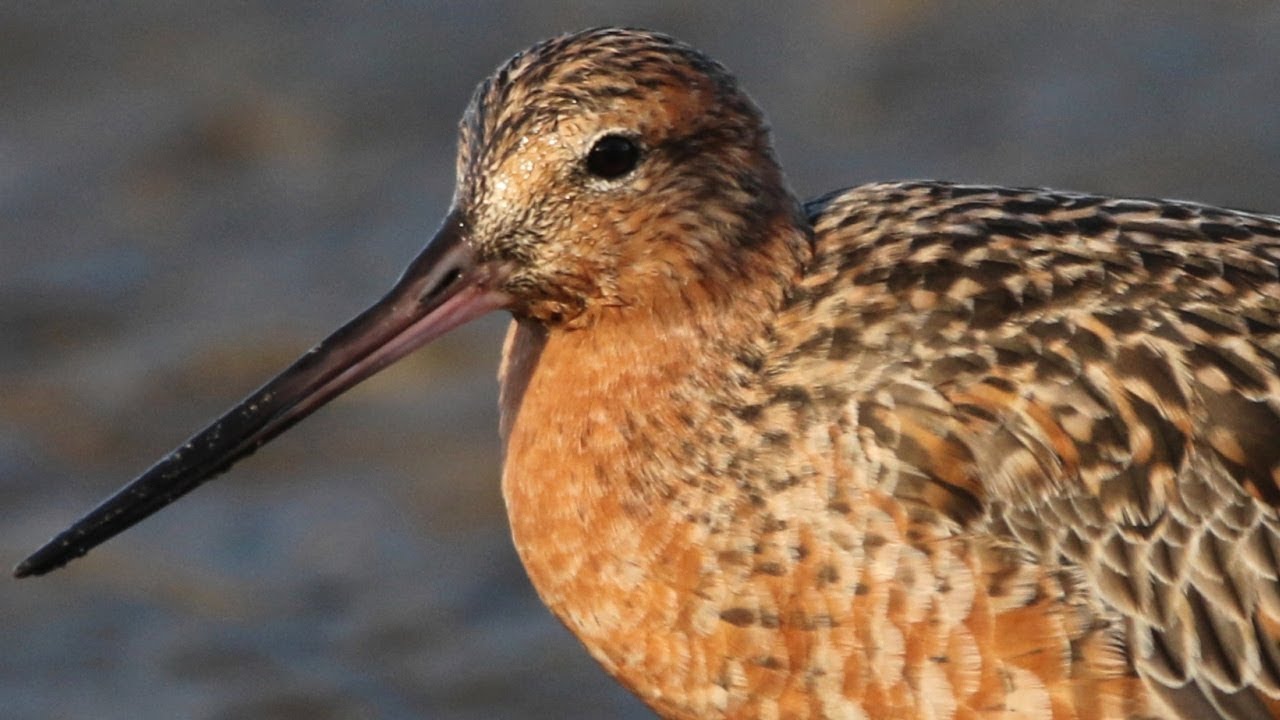 Urban Habitat – Bar-tailed Godwits at Hen and Chicken Bay Sydney
