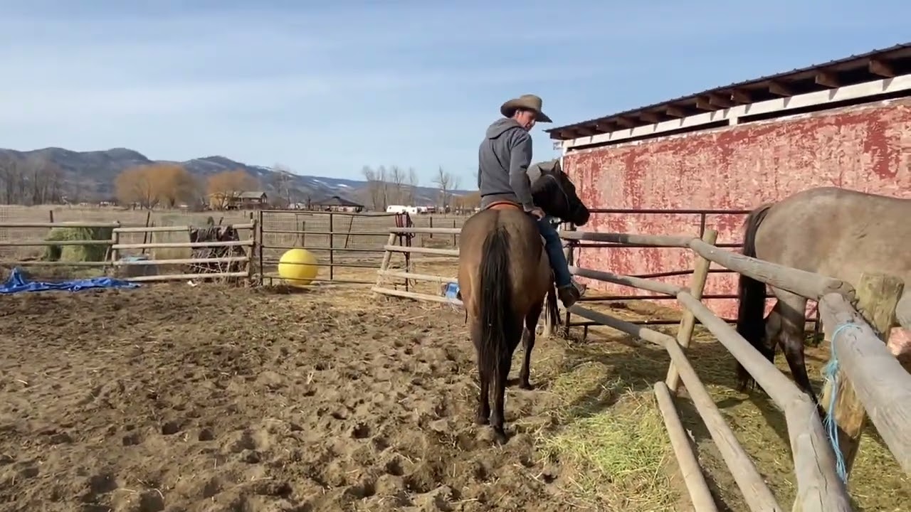 first ride for grulla baby - Camilleshorses