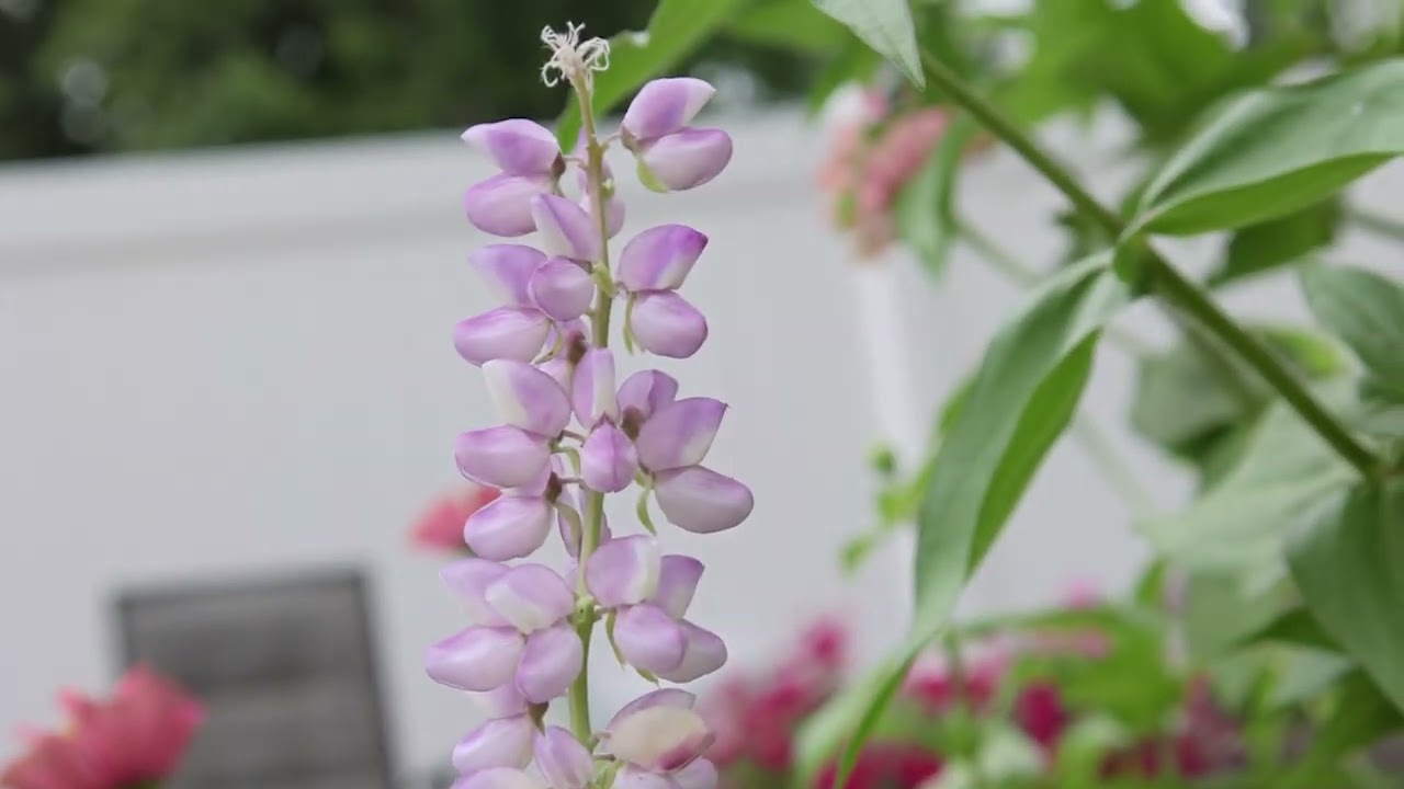 Lupinus hartwegii nanus | Lupine Pixie Delight Dwarf, Lupin, Bluebonnet
