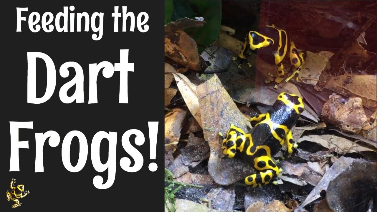 Bumblebee Dart Frogs (Dendrobates leucomelas) Feeding