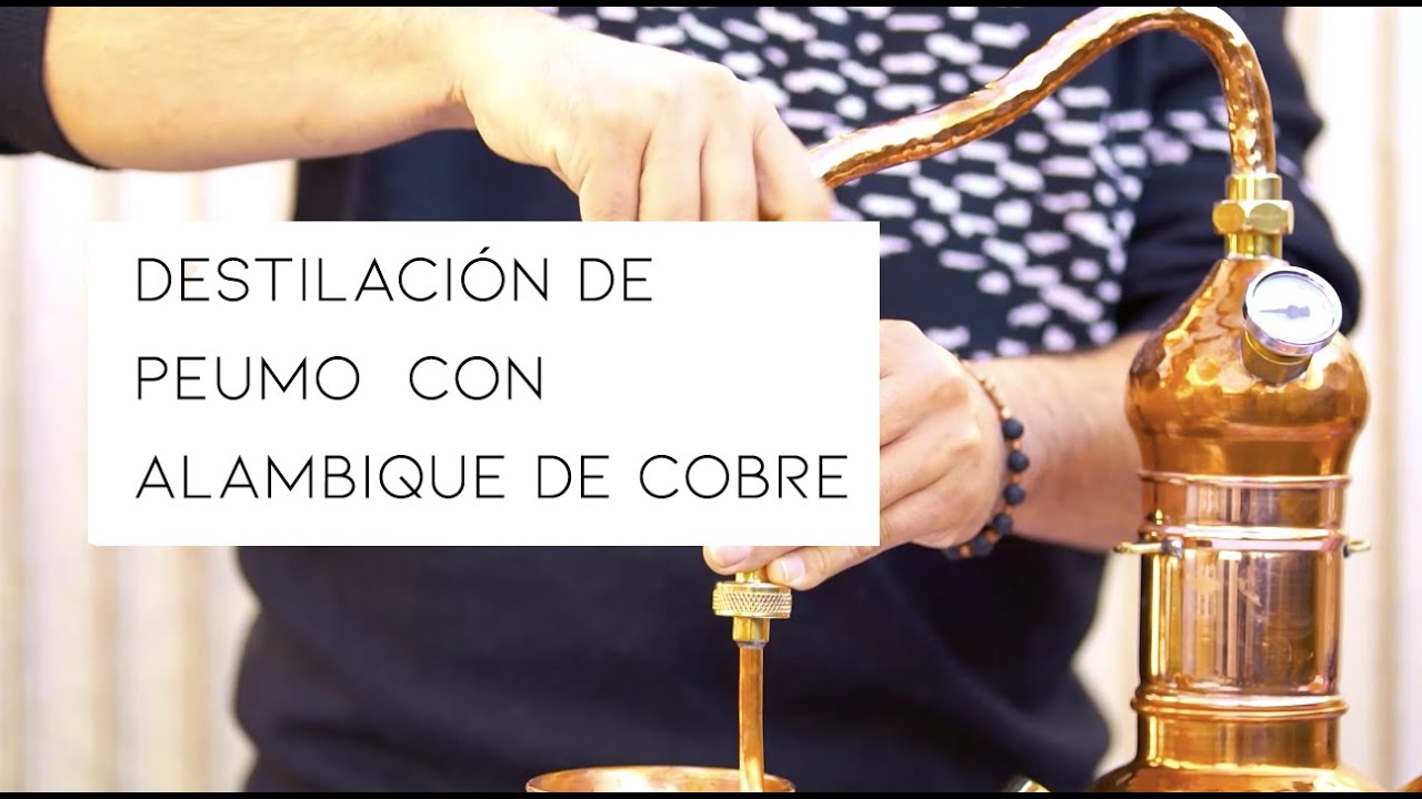Destilación de Peumo con Alambique de Cobre