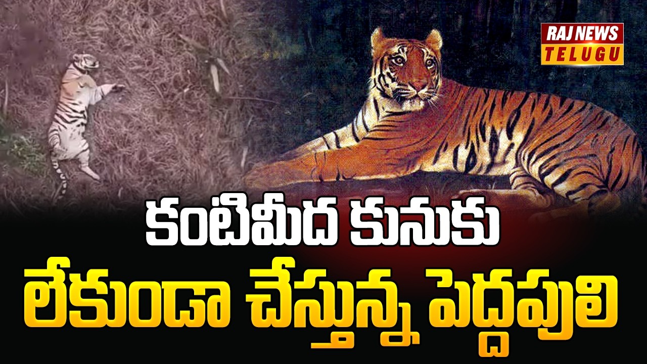 కంటిమీద కునుకు లేకుండా చేస్తున్న పెద్దపులి | Tiger Tension In Godavari District | Raj News