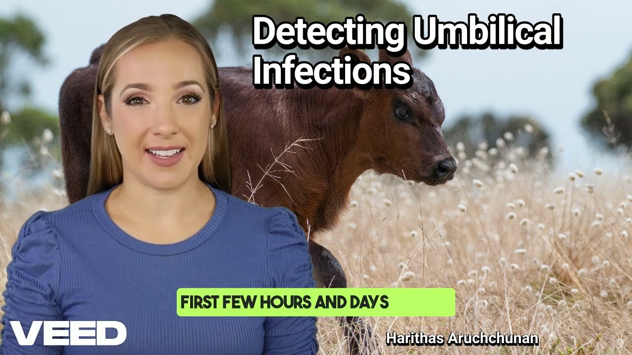 Detecting Umbilical Infections:The Secret to Calf Health Success
