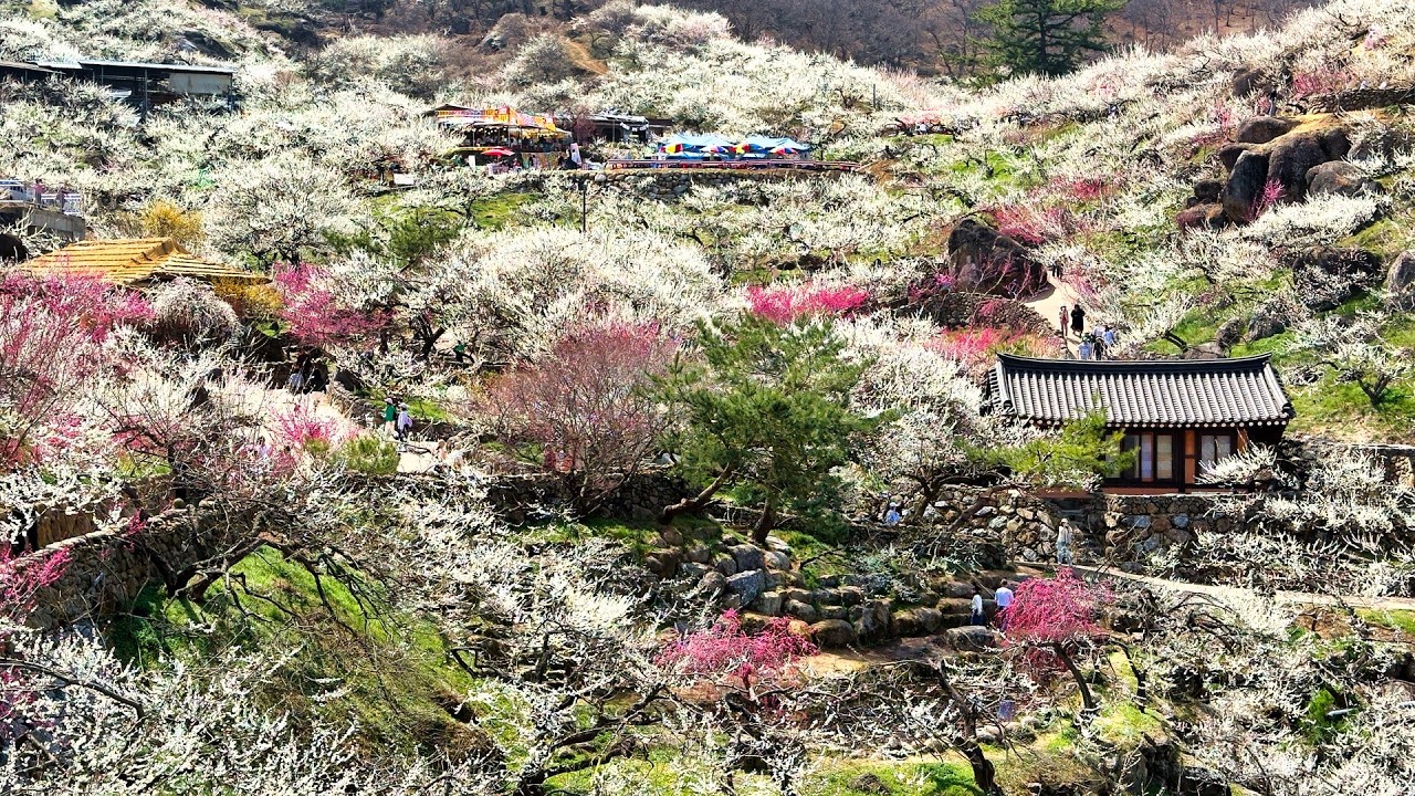 만개한 광양 매화축제 구례 산수유 축제, 사성암까지 하루에 돌아보기