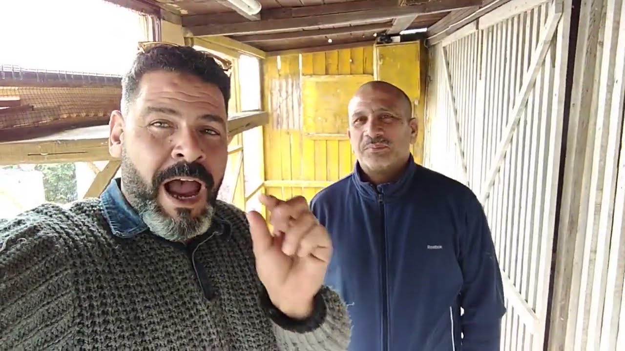 الفتح على الزاجل وجمالو وتفسير رمي دكره ونتايت البطل السيد عبد العاطي#احمد_ماكو_والحمام احلى حاجه في