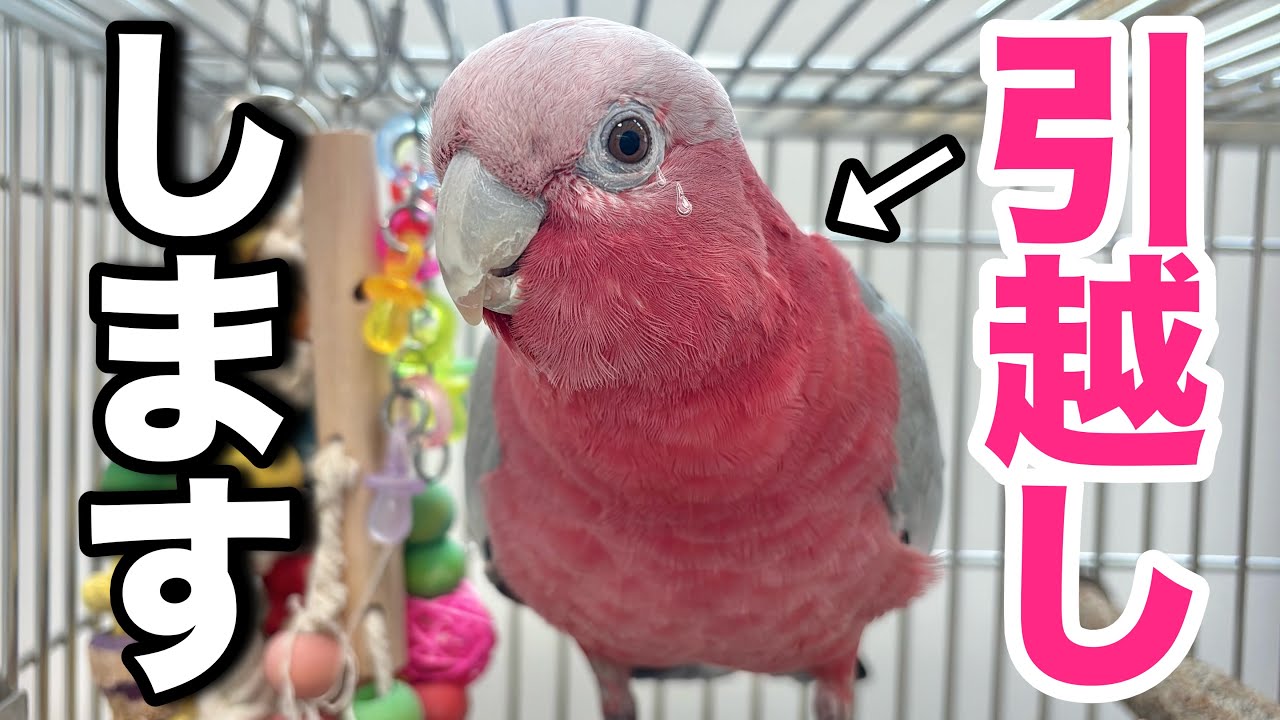 悩んだ結果、お引っ越しすることに決めました【モモイロインコ】