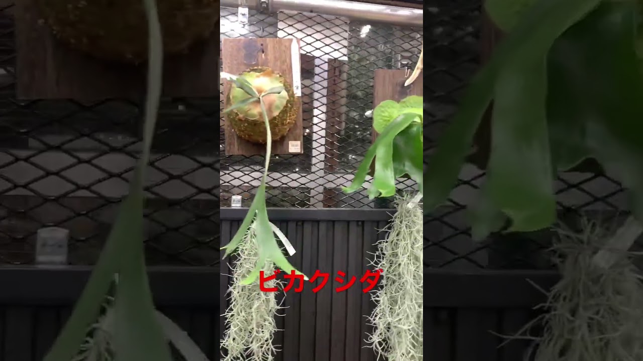 ビカクシダ　コウモリラン　言いたくないけど。ジョイフル本田ひたちなか　#ビカクシダ #コウモリラン  #ネザーランド