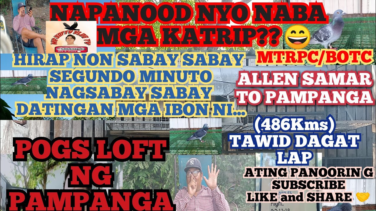 RACING PIGEON/ ALLEN SAMAR HALOS SABAY SABAY DUMATING LIVE BIRD😄🙏- POGS LOFT