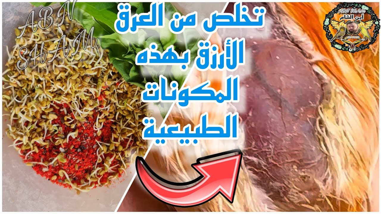 علاج العرق الأرزق بطريقة بسيطة وطبيعة ومضمونه 100%#عصافير #birds #طيور