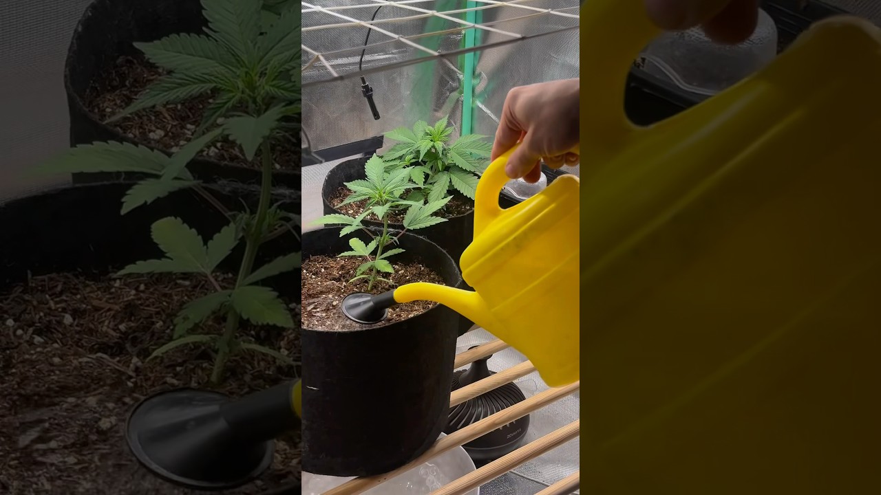 Week 4 Watering & Pollen Problem?! 😳