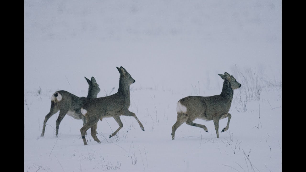 Один день из жизни косуль | One day in the life of roe deer