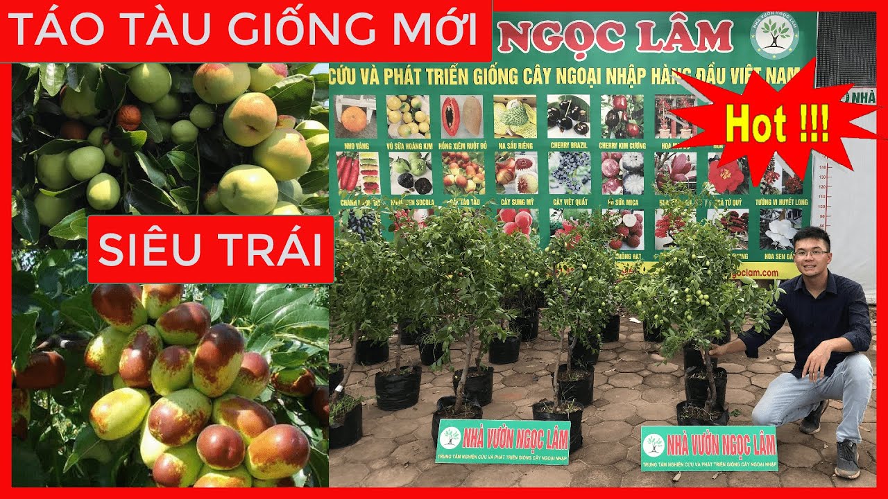 CÂY TÁO TÀU [ Giống Mới Siêu Trái ] Đt/Zalo 0968750386 | 0923916866
