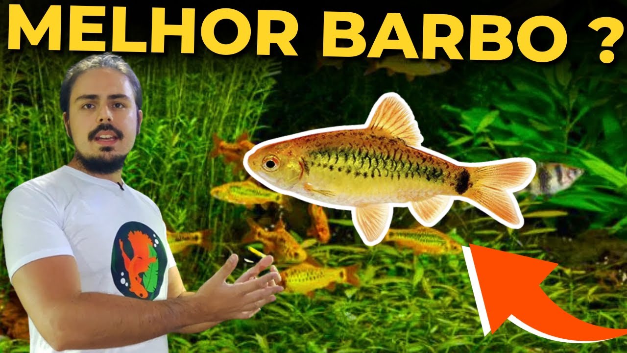 🔴BRILHA COMO OURO! BARBO OURO, TUDO SOBRE. |Mr. Betta|