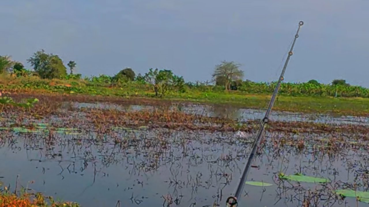 បបក់ត្រីផ្ទក់ត្រីរ៉សបឹង/Fishishing Snakehead in the natural lakes.