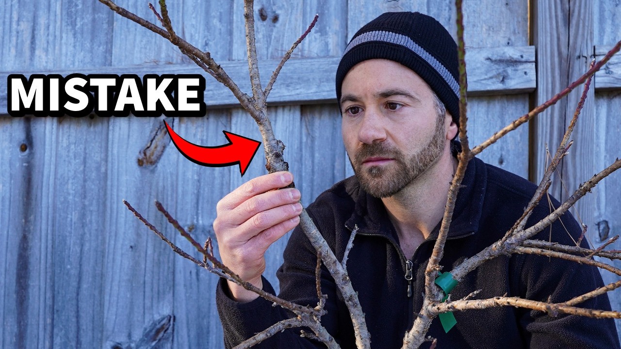 WARNING: Pruning Fruit Trees Early Is A BIG MISTAKE!