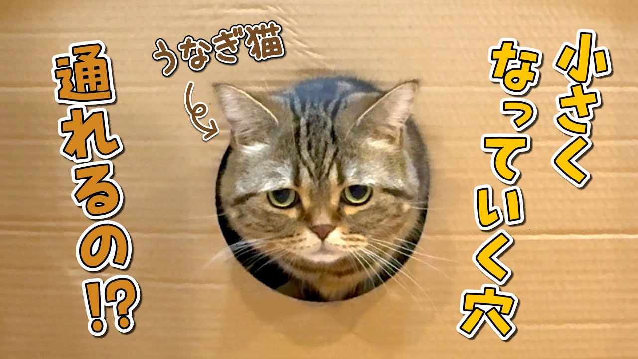 だんだん小さくなる穴を通ったら可愛すぎる姿が発見されました！