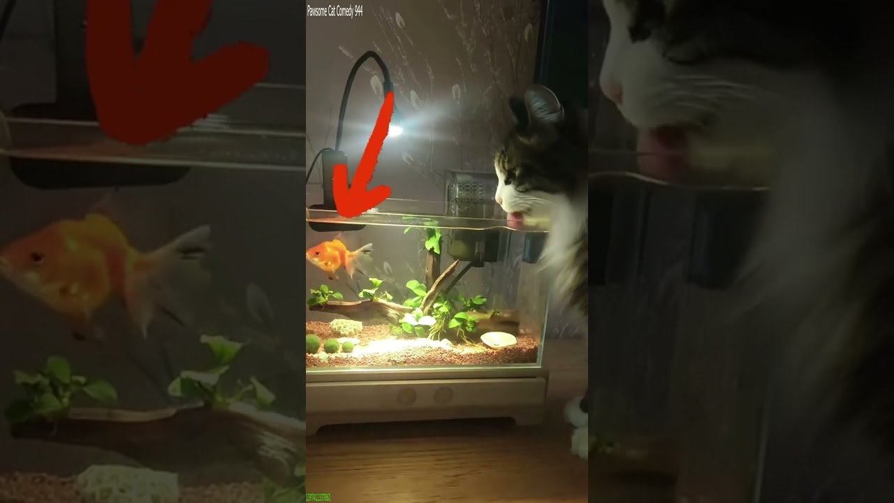 Funny Cat 🐈&zwj;⬛ funny cats moments 😻 # Part 1445