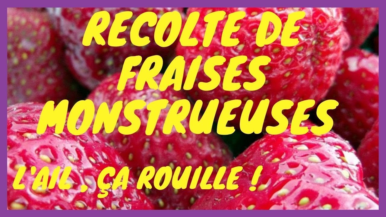 recolte de fraises monstrueuses , l'ail ça rouille !