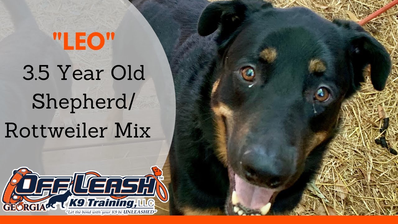 Leo | 3.5 Year Old. Shepherd/Rottweiler Mix | Board & Train Atlanta | Dog Boot Camp Atlanta