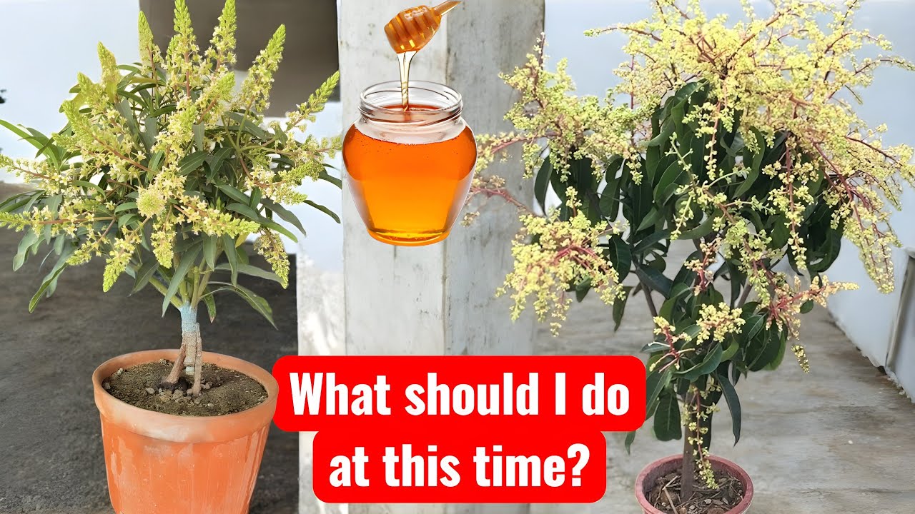 What Should I Do At This Time On Mango Plants...