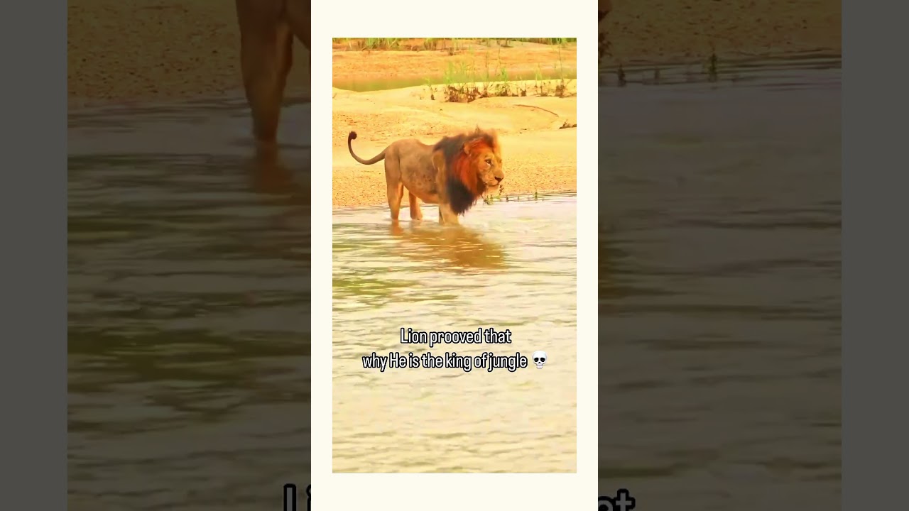 Lion proved that why he is the king of Jungle #motivation #environmentalstudies7060 #shorts