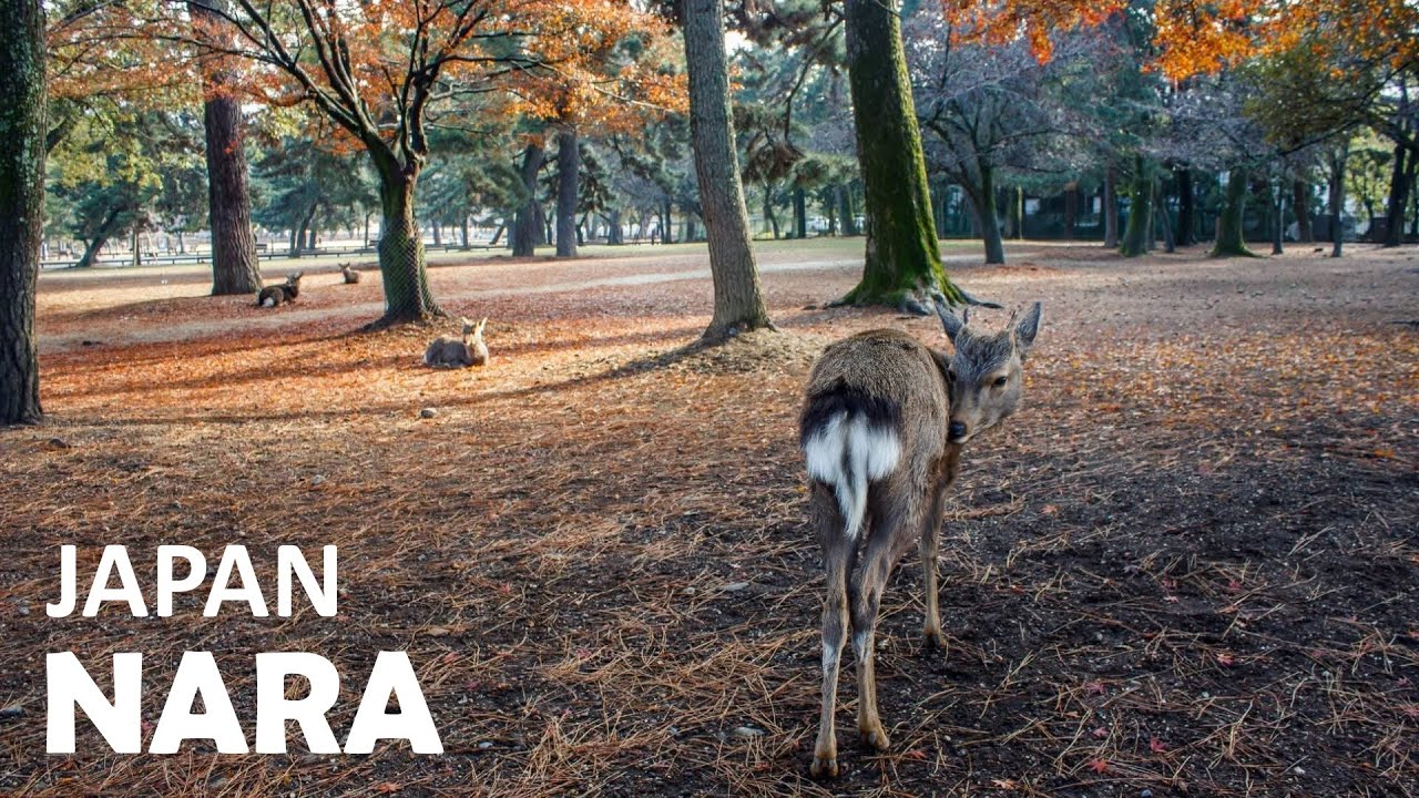 Vlog 36 - One day trip in Nara (奈良)