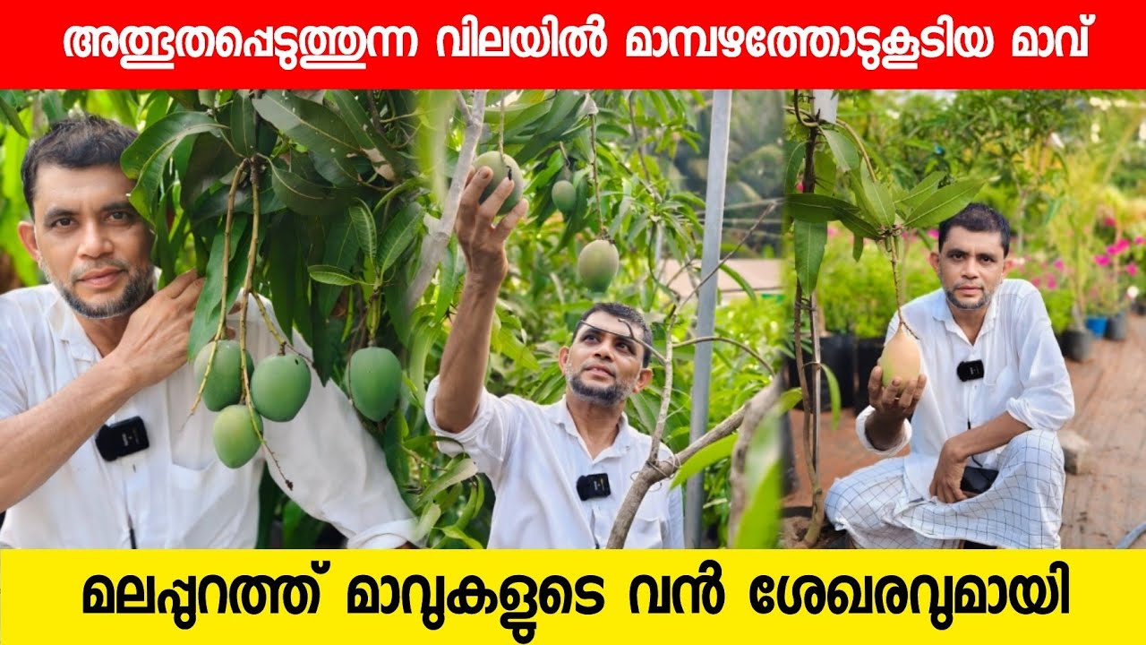 മാമ്പഴത്തോടു കൂടിയ മാവുകൾ ഇത്രയും വിലക്കുറവിലോ #GreenAgrofarmMalappuramRandathani