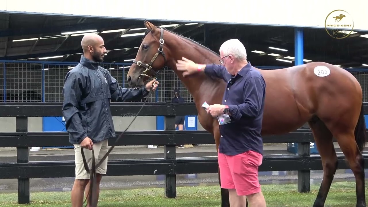 2026 Inglis Premier Toronado x Miss Conduct Colt